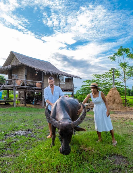 couple men and women feeding a buffalo on vacation at a homestay in Thailand, eco farm with green rice paddy field during monsoon season in Thailand