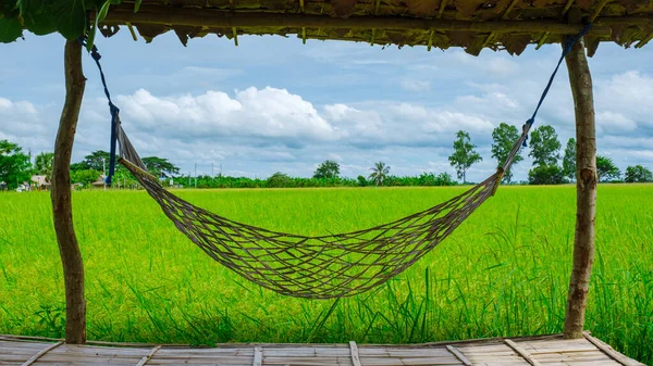 Hammock Eco Farm Homestay Rice Field Central Thailand Paddy Field — Stockfoto
