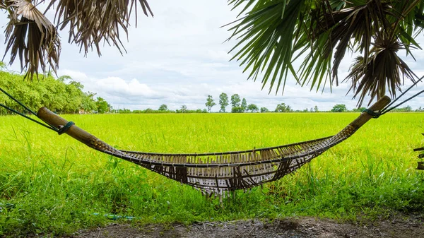 Hammock Eco Farm Homestay Rice Field Central Thailand Paddy Field — Fotografia de Stock