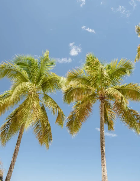 Isolated Palm Trees Blue Sky Caribbean Lucia Island Saint Lucia — Stockfoto