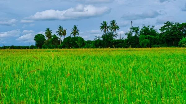 Rice field in central Thailand, paddy field of rice during rain monsoon season in Thailand. green paddy field