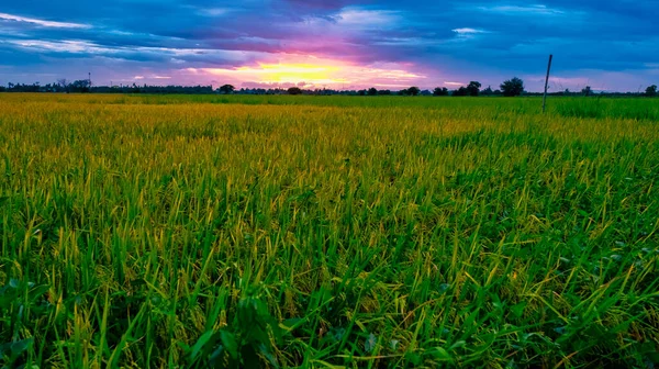 Rice Field Central Thailand Paddy Field Rice Rain Monsoon Season — Photo