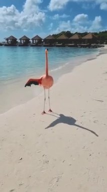 Flamingo beach Aruba on a bright summer day in the morning, Flamingos on the beach in Aruba, colorful flamingos on the beach in Aruba. 
