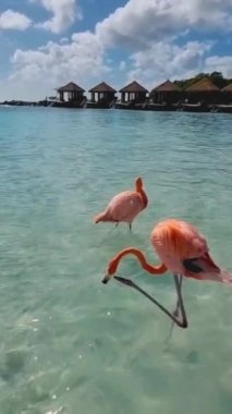 Flamingo beach Aruba on a bright summer day in the morning, Flamingos on the beach in Aruba, colorful flamingos on the beach in Aruba. 