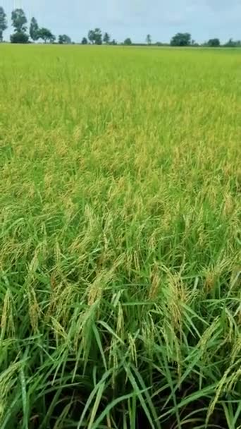 Eco Farm Homestay Rice Field Central Thailand Paddy Field Rice — Vídeo de Stock