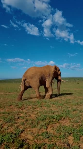 Filler Banyo Yapıyor Addo Fil Parkı Güney Afrika Addo Fil — Stok video