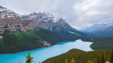 Lake Peyto in Banff National Park, Canada. Mountain Lake as a fox head is popular among tourists in Canada driving the icefields parkway.