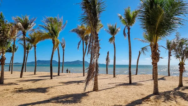 Ban Amphur Beach Pattaya Thailand, a beach with beautiful palm trees and a blue ocean in Pattaya Thailand