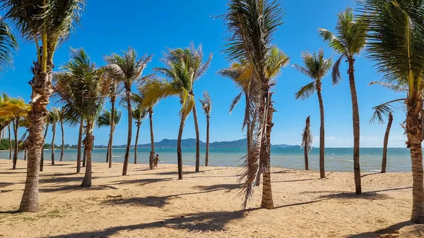 Ban Amphur Beach Pattaya Thailand, a beach with beautiful palm trees and a blue ocean in Pattaya Thailand