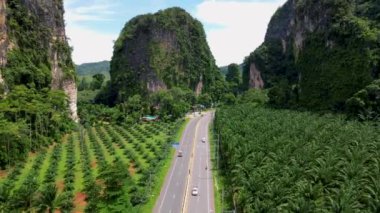 A road in Thailand with palm oil trees in Krabi, Oil palm plantations field agricultural industry. 