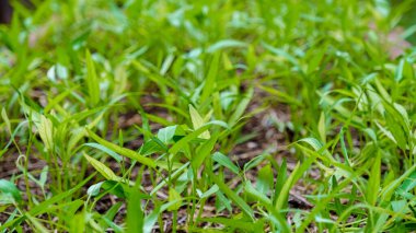 Tayland 'da organik ekoloji çiftliği, Asya' da organik ekolojik bir çiftlikte sabah zaferi.