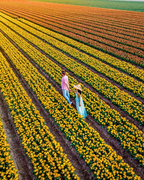 Men and women in flower fields seen from above with a drone in the Netherlands, Tulip fields in the Netherlands during Spring