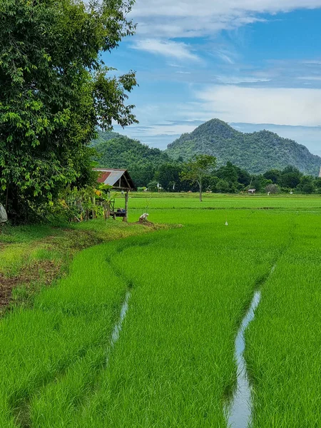 泰国坎查纳布里绿稻田 — 图库照片