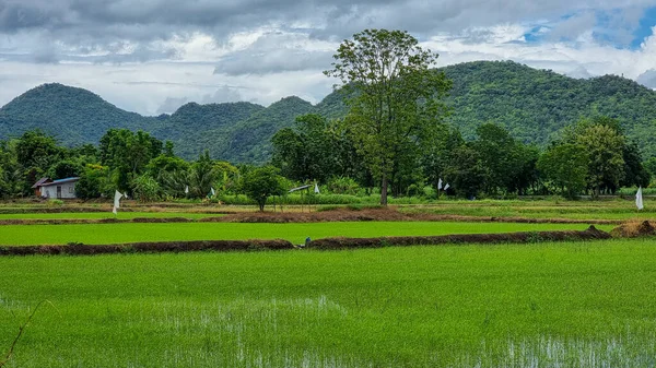 Grüne Reisfelder Reisfeld Thailand Kanchanaburi — Stockfoto