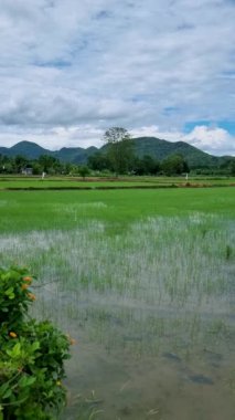 Tayland Kanchanaburi 'deki yeşil çeltik tarlası. 