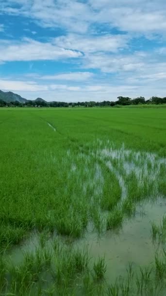 Zielone Pole Ryżowe Pole Ryżowe Tajlandii Kanchanaburi — Wideo stockowe