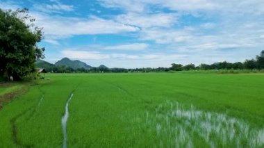 Tayland Kanchanaburi 'deki yeşil çeltik tarlası. 