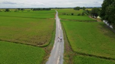 a couple of men and women walking on a road between green rice fields, and green rice paddy fields in Thailand. Asian woman and caucasian men visiting the countryside of Thailand