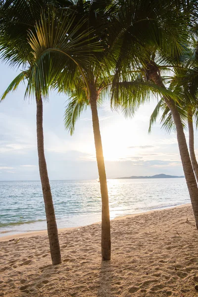 Dong Tan Beach Jomtien Pattaya Thailand Tijdens Middag Zonsondergang Palmbomen — Stockfoto
