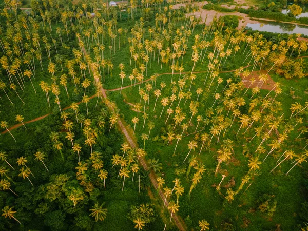 Dron Widok Lotu Ptaka Nad Ogromnymi Długimi Palmami Wyspie Koh — Zdjęcie stockowe