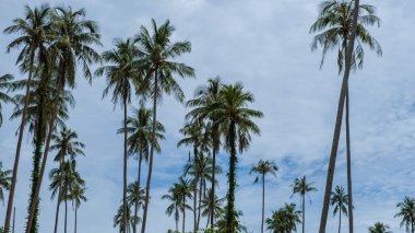 Tropikal Koh Mak Tayland adasında gökyüzünde izole edilmiş palmiye ağaçları olan yol..