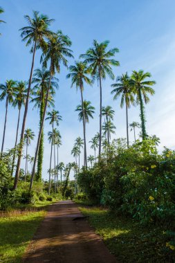 Tropikal Koh Mak Tayland adasında gökyüzünde izole edilmiş palmiye ağaçları olan yol..