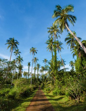Tropikal Koh Mak Tayland adasında gökyüzünde izole edilmiş palmiye ağaçları olan yol..