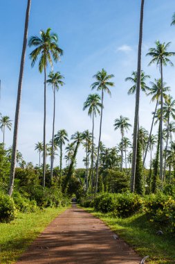 Koh Mak Tayland adasında palmiye ağaçları ve mavi bir okyanusu olan beyaz bir sahil.. 