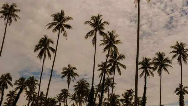 Weg Met Palmbomen Geïsoleerd Lucht Het Tropische Eiland Koh Mak — Stockfoto