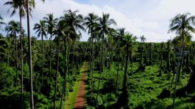 Tropikal Koh Mak Tayland adasında gökyüzünde izole edilmiş palmiye ağaçları olan insansız hava aracı görüntüsü..