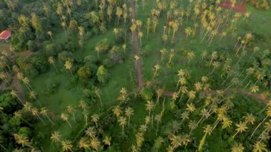 Tropikal Koh Mak Tayland adasında gökyüzünde izole edilmiş palmiye ağaçları olan insansız hava aracı görüntüsü..
