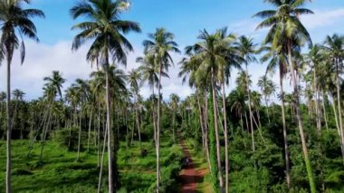Tropikal Koh Mak Tayland adasında gökyüzünde izole edilmiş palmiye ağaçları olan yol..