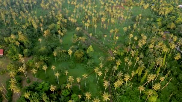 Tropikal Koh Mak Tayland Adasında Gökyüzünde Izole Edilmiş Palmiye Ağaçları — Stok video