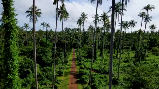 Route Avec Palmiers Isolés Dans Ciel Sur Île Tropicale Koh — Video