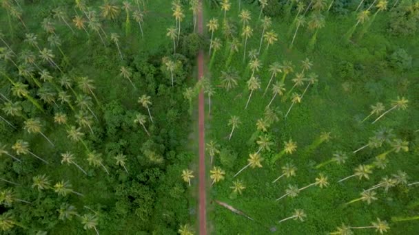 Drone Vista Aérea Carretera Con Palmeras Aisladas Cielo Isla Tropical — Vídeos de Stock
