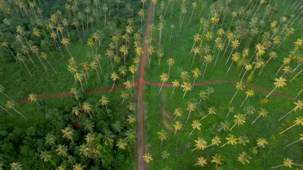 Drone Vista Aérea Carretera Con Palmeras Aisladas Cielo Isla Tropical — Vídeos de Stock