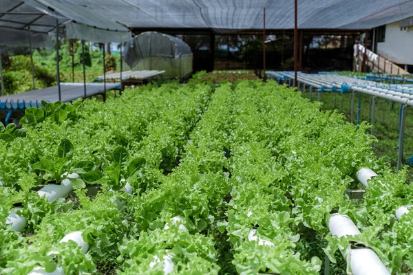 Hidrofonik sistem sebze yetiştiriyor, Tayland 'da bir bahçede salata yetiştiriyor, PVC borulu organik marullar bir açıkhava hidrofonik sisteminde yetişiyor. Koh Kood Tayland.