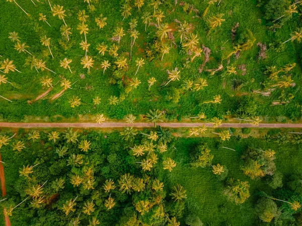 巨大な長いヤシの木の上にドローンの空中ビュータイ島のマーク島 ヤシの木の緑の背景 — ストック写真
