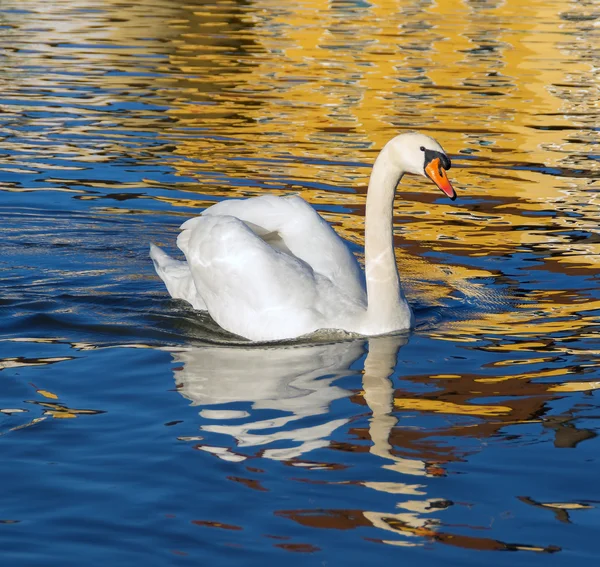 白鳥 — ストック写真