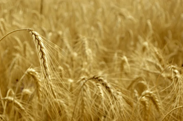 Campo de trigo listo para cosechar —  Fotos de Stock