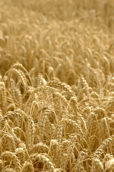 Espiguillas de trigo sobre el fondo de un campo de trigo, sele —  Fotos de Stock