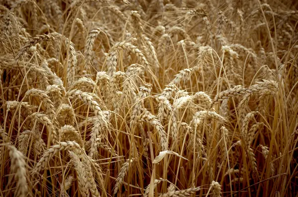 추수 할 준비가 된 밀 밭 — 스톡 사진