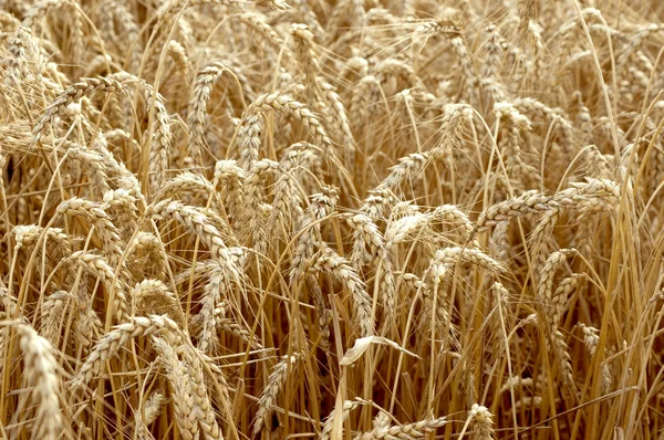 Espiguillas de trigo sobre el fondo de un campo de trigo, sele —  Fotos de Stock