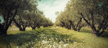 zeytin ağaçları