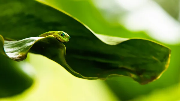 Ostrov Réunion Gecko Stock Snímky
