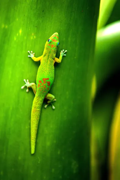 Ostrov Réunion Gecko Stock Fotografie