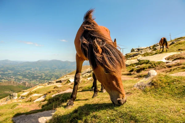 Mangiare cavalli Foto Stock Royalty Free