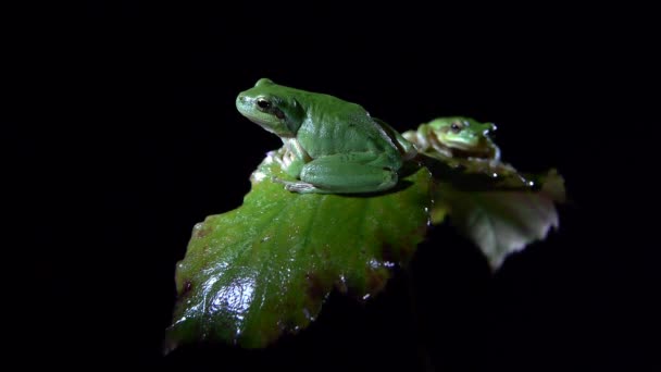 Southern two frogs — Stock Video