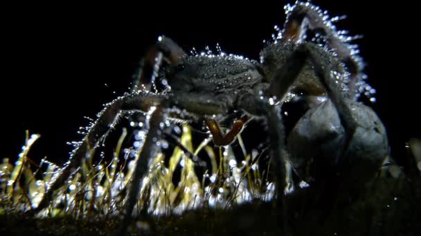 Kurt örümceği — Stok video