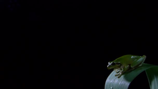 Grenouille du Sud 